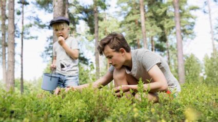 Finnish kids picking berries in the forest